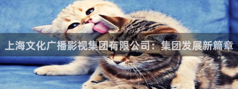 金桔影视下载安装视频